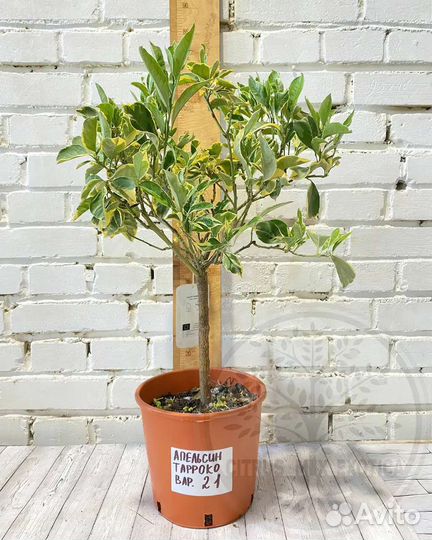 Апельсин привитые варегатный Торокко