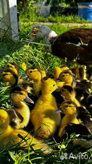 Индоутки мускусная утка