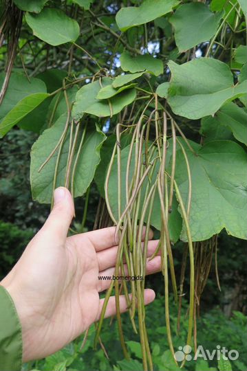 Семена Катальпы бигнониевидной