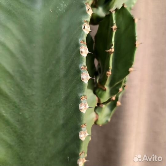 Кактус Эуфобия Эритрея