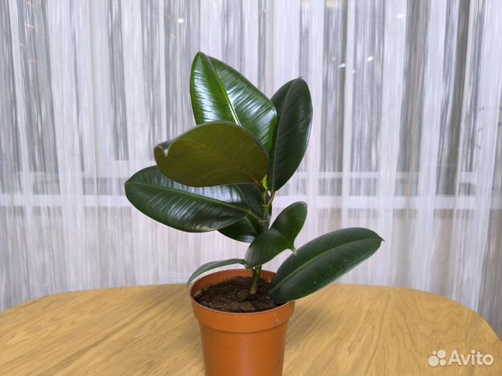 Фикус каучуконосный