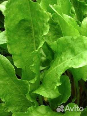 Щавель свежий