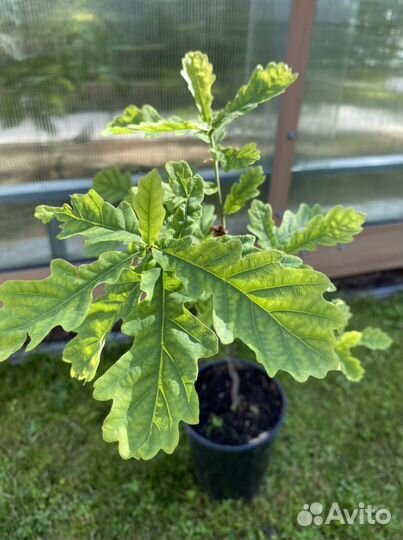 Дуб обыкновенный