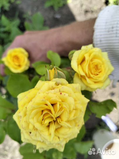 Саженцы роз / Спрей