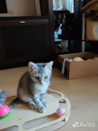 Котёнок девочка