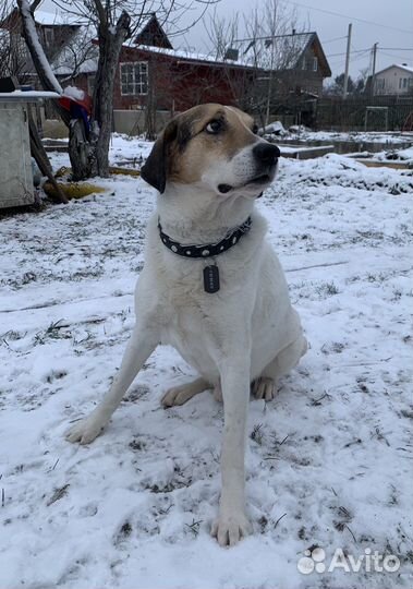 Собака в добрые руки