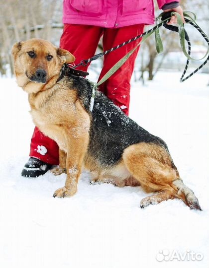 Забава ищет семью