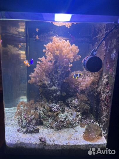 Морской аквариум с рыбками