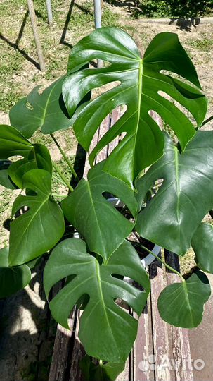 Монстера деликатесная