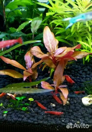 Аквариумные растения. Креветки вишня, гуппи