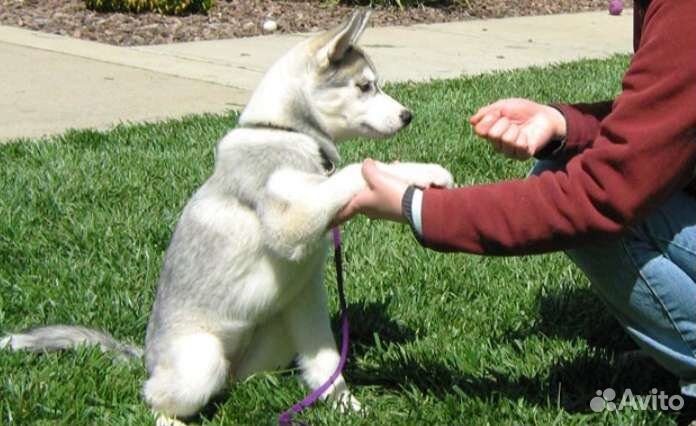 Дрессировщик собак