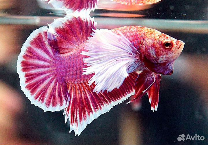 Петушок Плакат Дамбо пурпурный (Betta splendens v