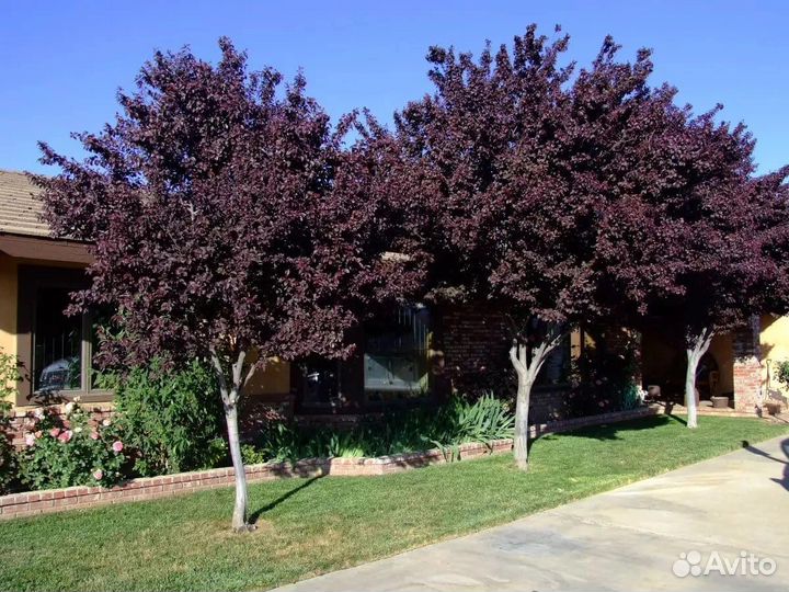 Саженцы сливы Писсарди