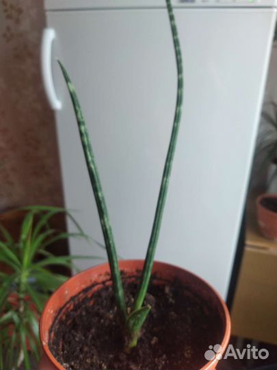 Сансевиерия