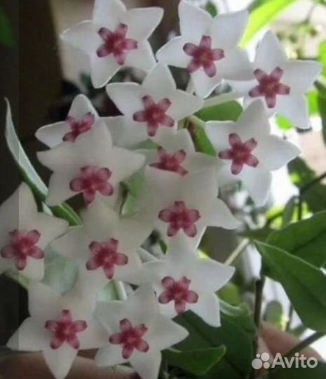 Хойя мелколистная укорененные ростки