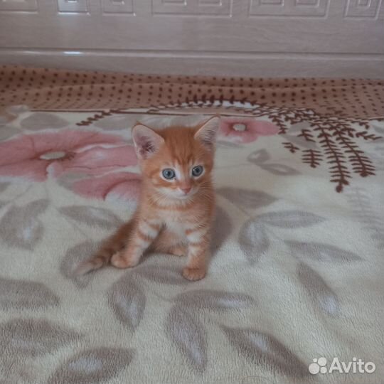 Кошки шотландцы