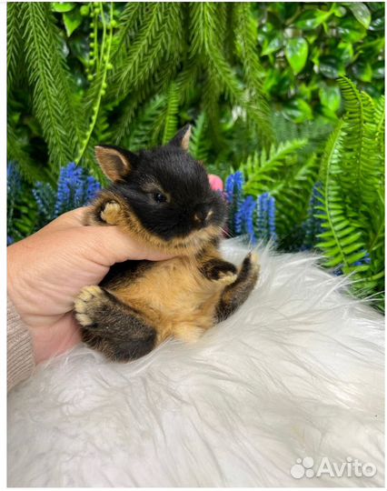 Мини кролики ручные