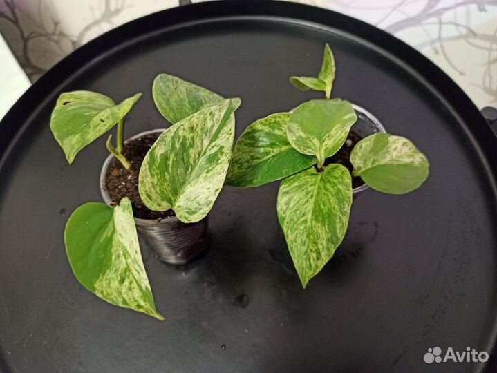 Эпипремнум марбл квин, сингониум неон