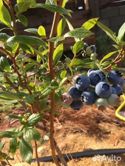 Ягодки на кустиках Голубики