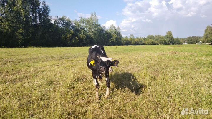 Сх животные