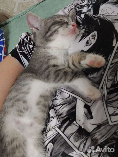 Котенок в дар