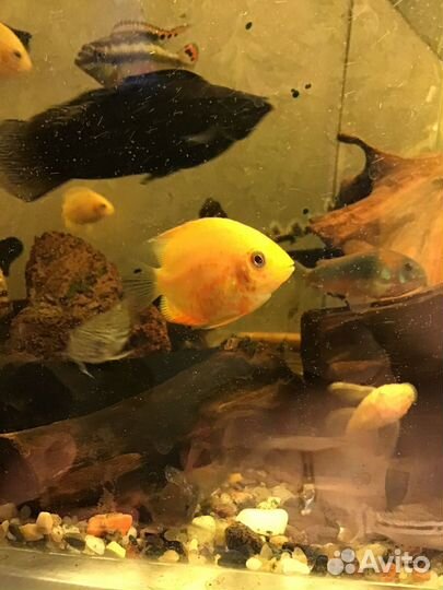 Северум красноточечный