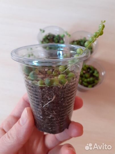 Крестовник Роули