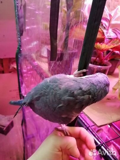 Выкормыш монах или квакер