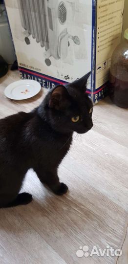Котёнок ищет дом