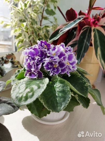 Детки сортовых фиалок