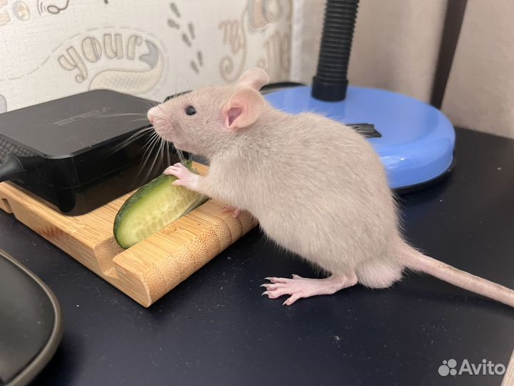 Крыса дамбо