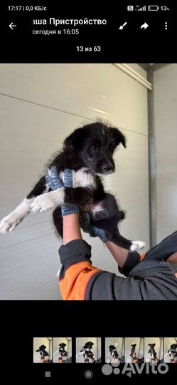 Щенки от маленькой собачки бесплатно