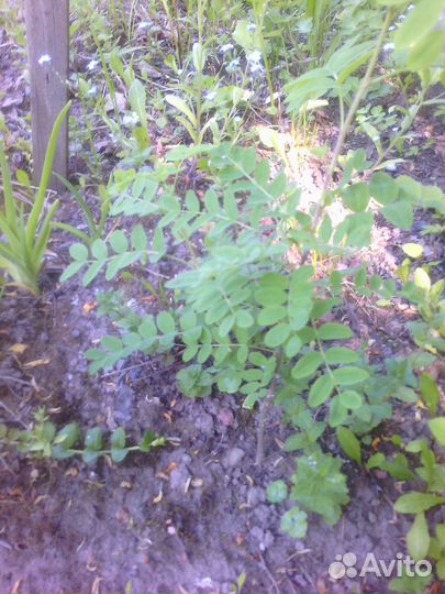 Саженцы акации желтой