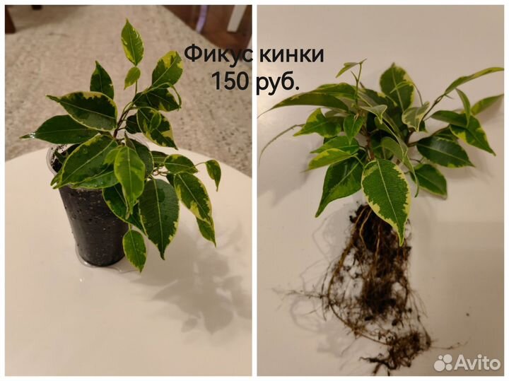 Фикус Наташа, Даниэль, Кинки