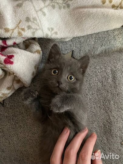 Британский котенок