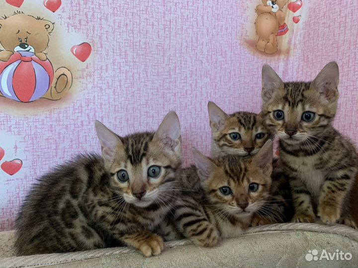 Бенгальские котята