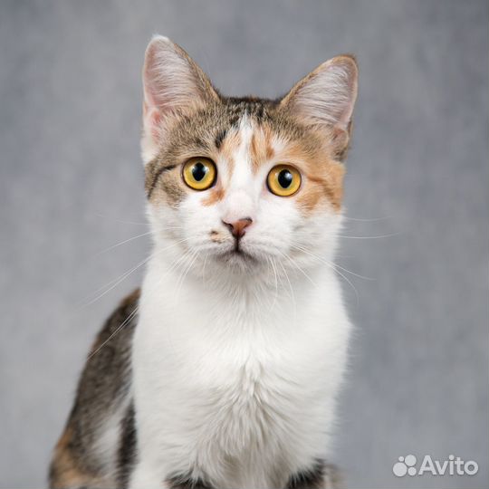 Трехцветная ласковая кошка Сильвия