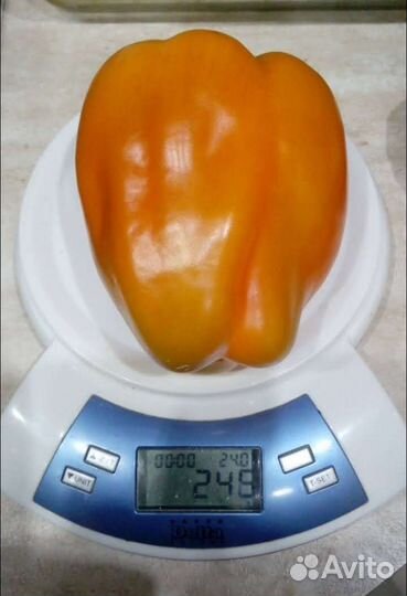 Семена перца