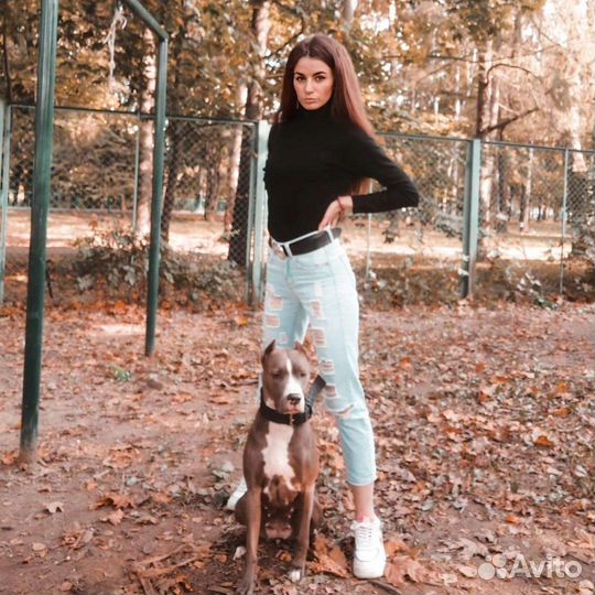 Дрессировка собак, кинолог