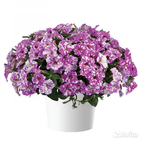 Вегетативная петуния