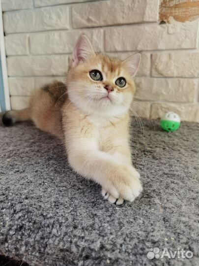 Британская золотая кукла