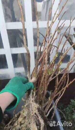 Саженцы черной смородины, великолепное качество