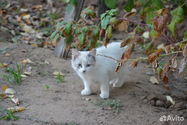 Домашние животные кошки