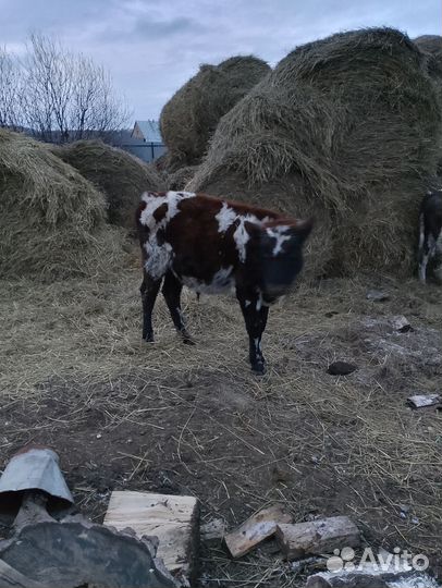 Телята бычки 9-10 месяцев