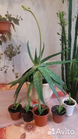 Цветок алоэ вера