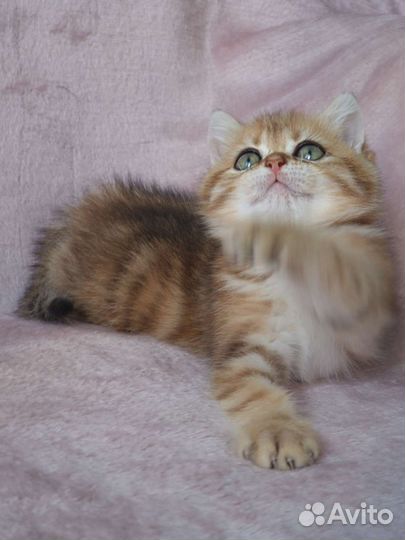 Британская кошечка, золотая мраморная шиншилла