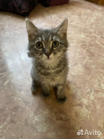 Кошка в дар