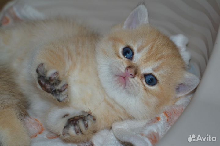 Котята золотая шиншилла