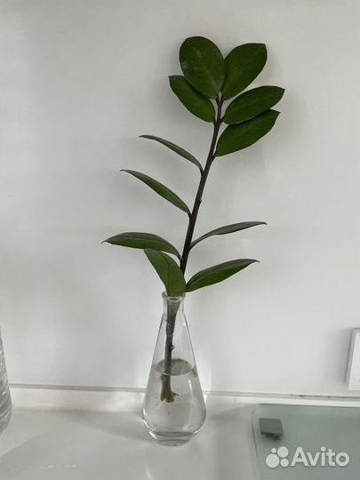 Замиокулькас