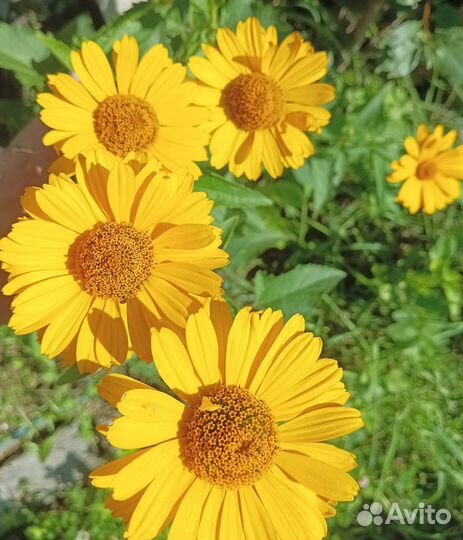 Цветы многолетние садовые саженцы (обмен)